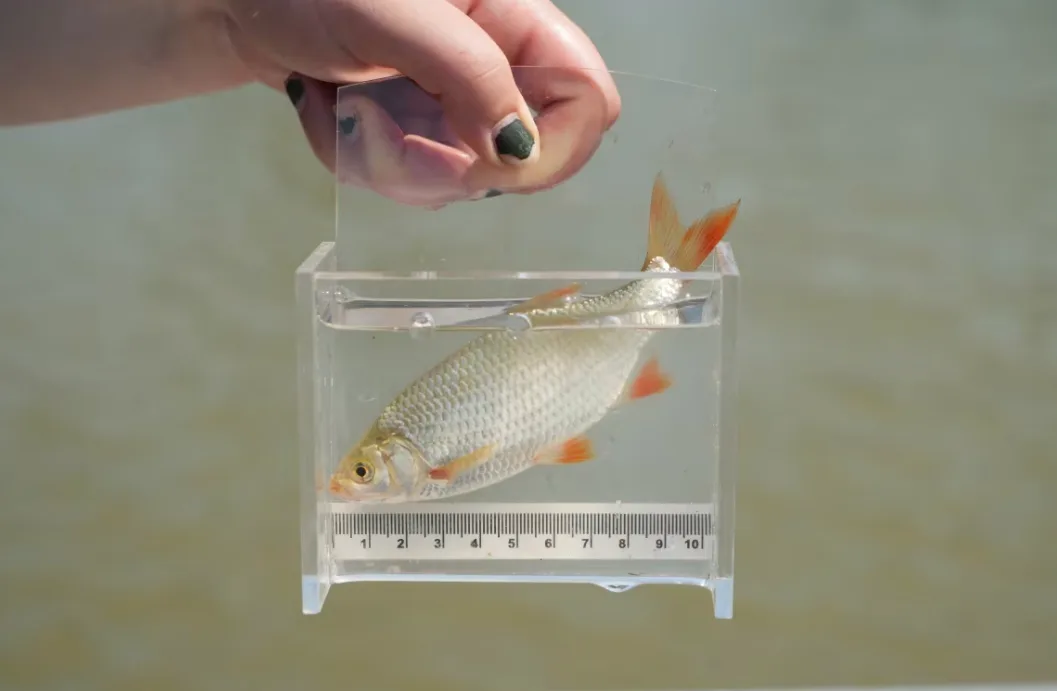 Red shiner fish - Dunnville Ontario - July 2025 - Colin Butler - CBC