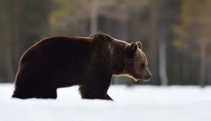 B.C.'s warm weather is waking bears early. What will they do now?