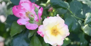 How to grow your own eco-friendly rose garden