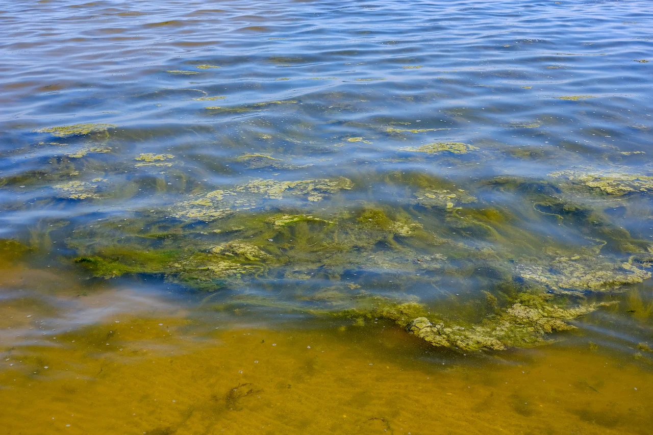 Seaweed/Getty Images-1083371312