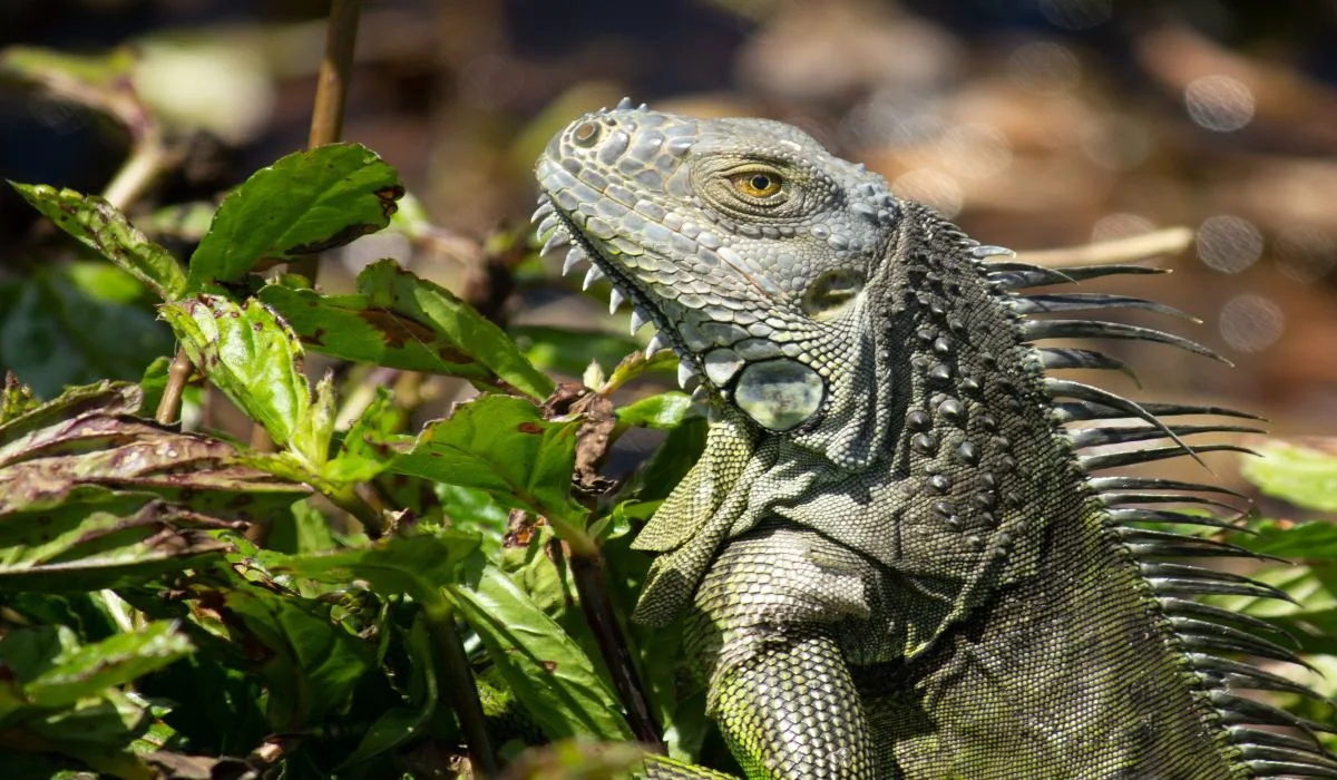 Froid en Floride : des iguanes tombent des arbres