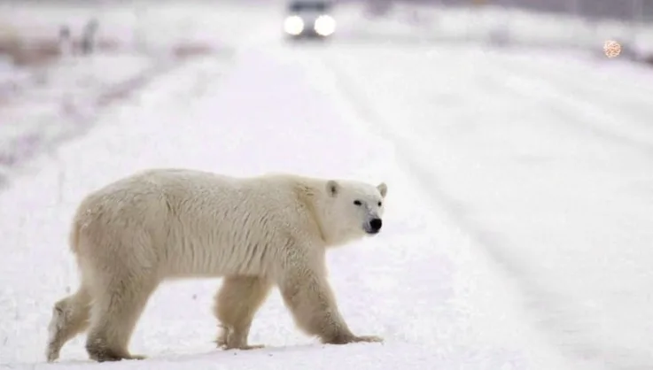 Avertissement sur la présence d'ours polaires