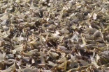 Millions of mayflies descended on Gimli Harbour. What's happening here?