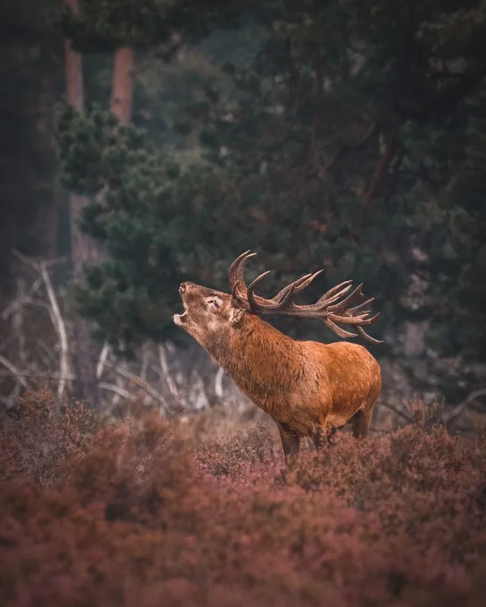 La « maladie du cerf zombie » gagne du terrain