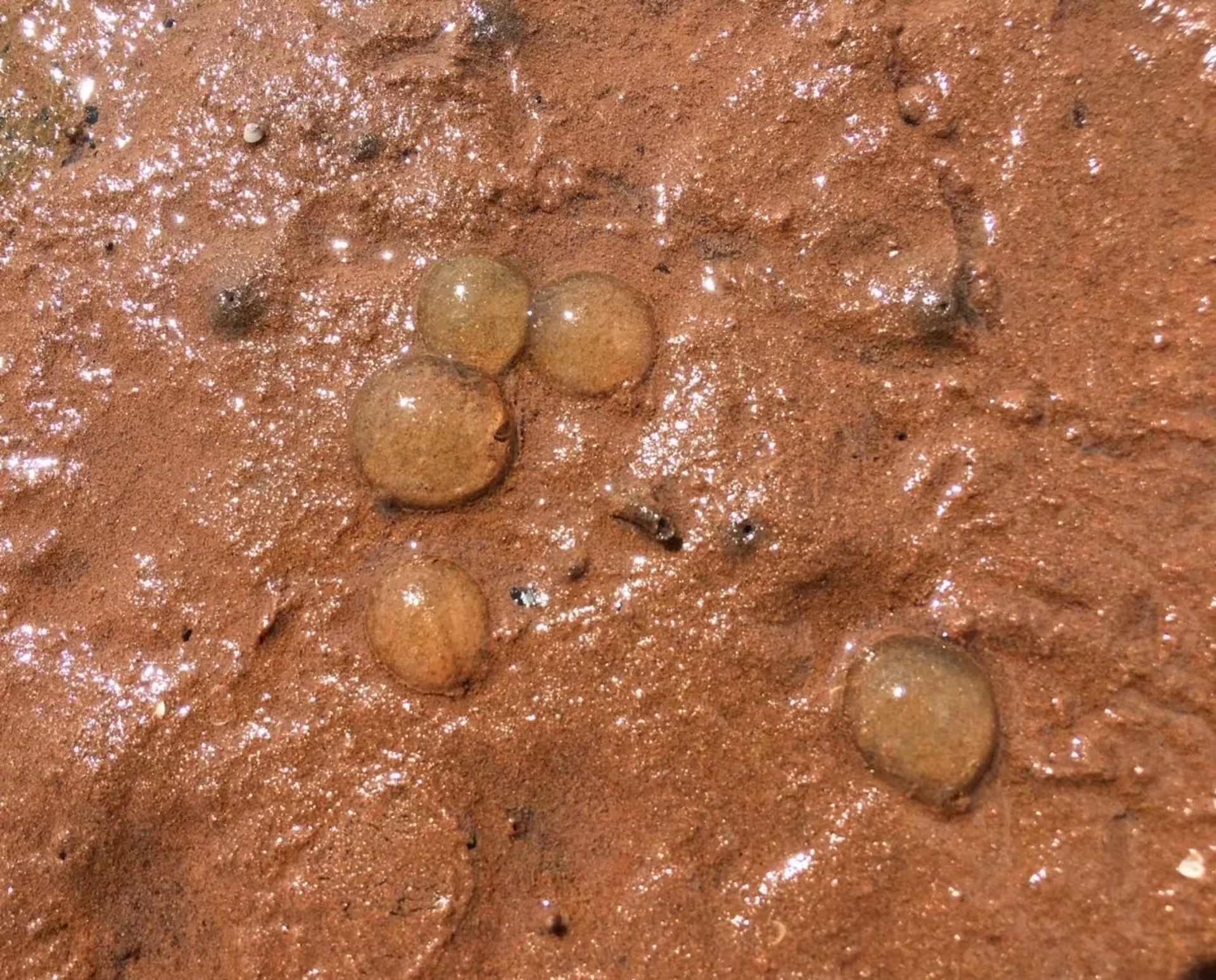 They don't sting, but sea gooseberries are tough, little critters