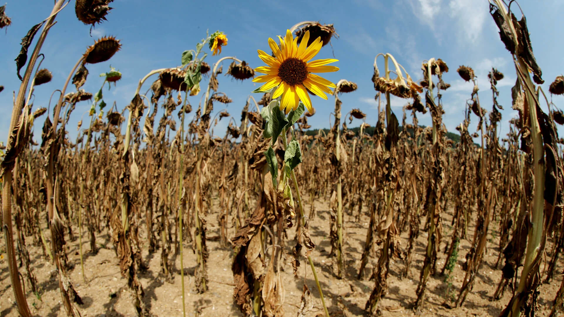 A field guide to climate jargon as the world meets at COP27