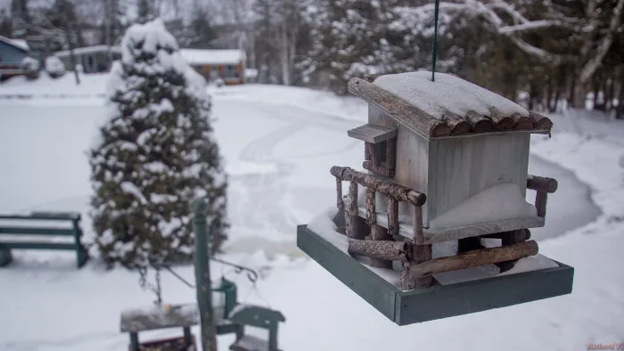 Trois trucs pour transformer sa cour en paradis hivernal