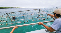 Galapagos park testing coral replanting to restore fragile ecosystem