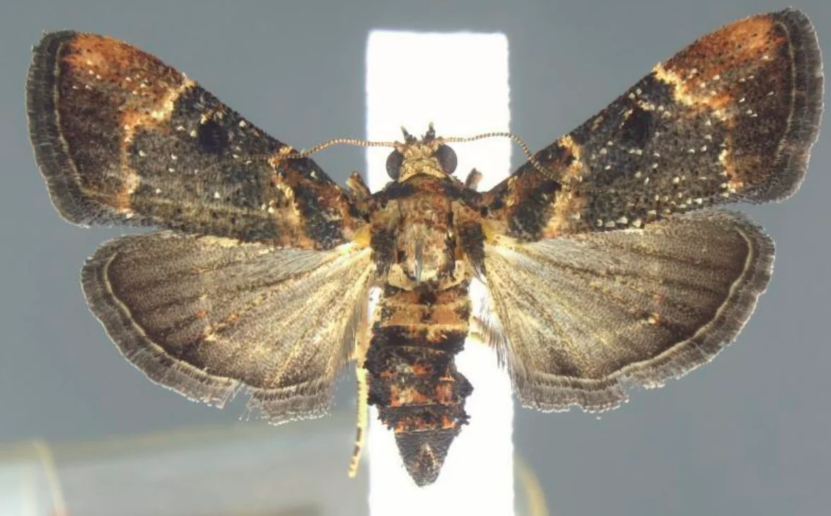 Moth - courtesy - U.S. Customs and Border Protection
