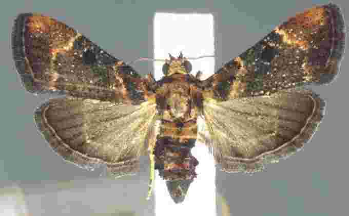 Moth - courtesy - U.S. Customs and Border Protection