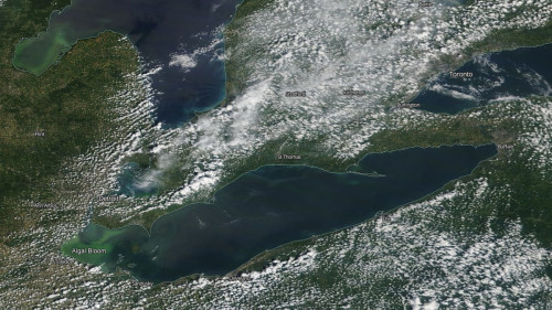 Lake Erie toxic algae bloom expected to be mild again this summer 