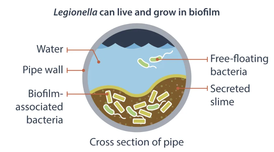 CDC diagram of how Legionella bacteria can grow in water pipes
