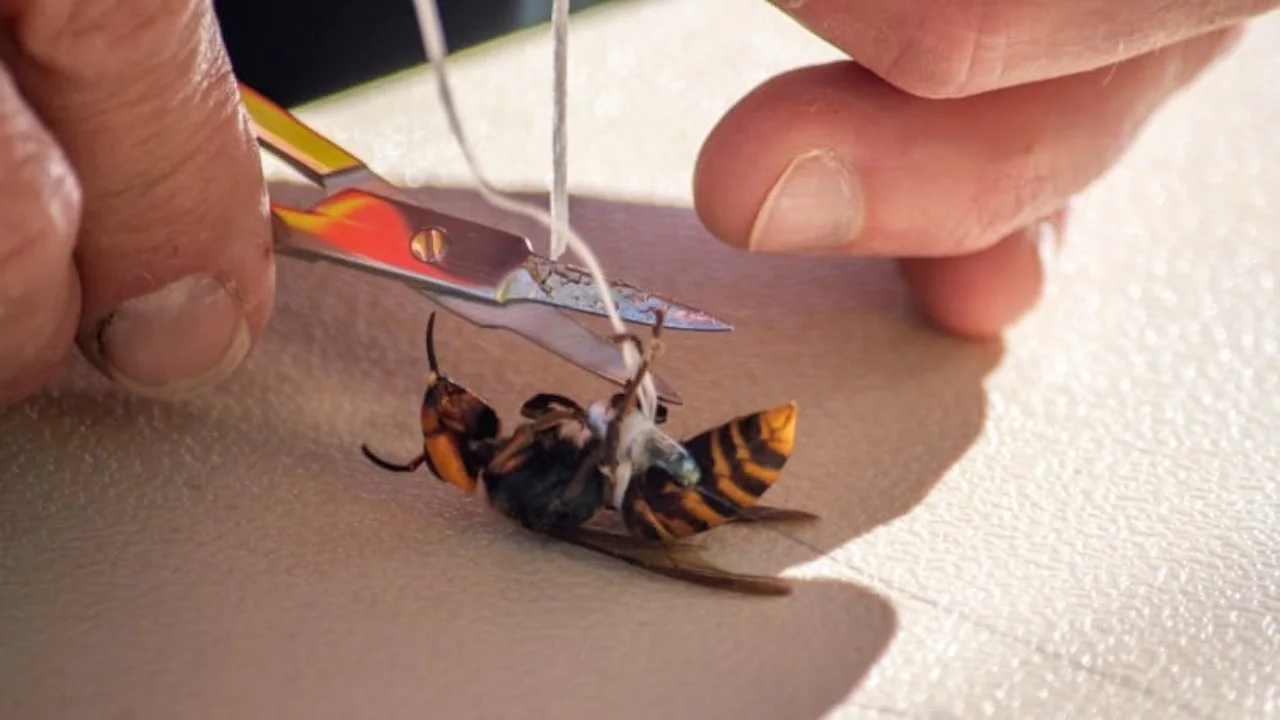 First Asian giant 'murder' hornet nest in U.S. found near B.C.'s south border