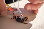 First Asian giant 'murder' hornet nest in U.S. found near B.C.'s south border
