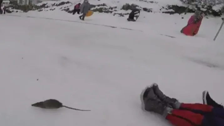 Video: Giant rat collides with teen sledding down a hill