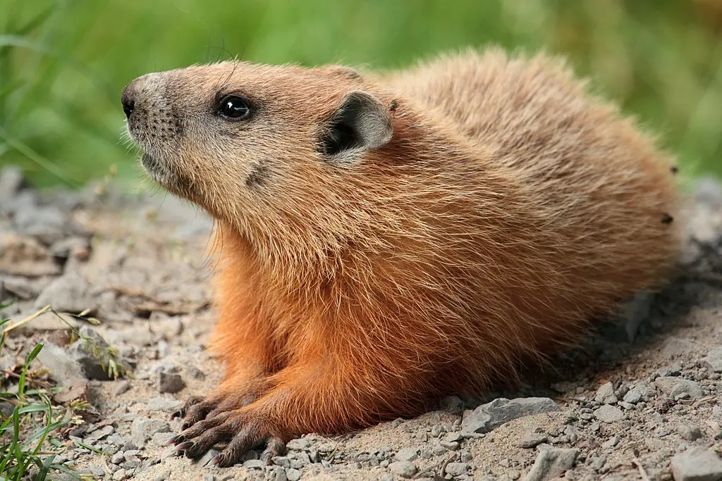 Guru or fraud? We investigated five groundhogs