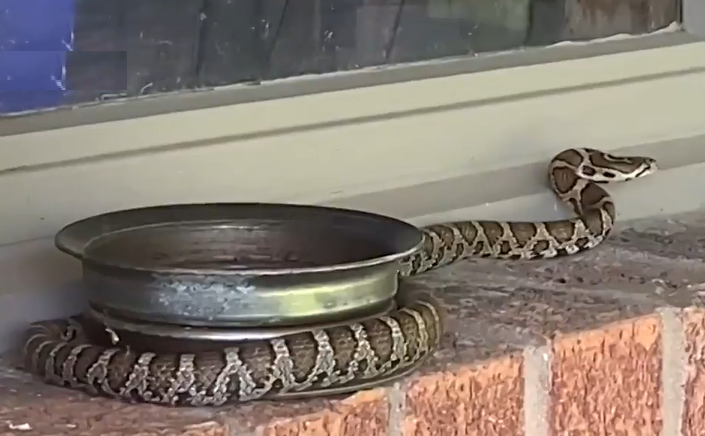 These alarmingly large snakes are more common than you may realize in Ontario
