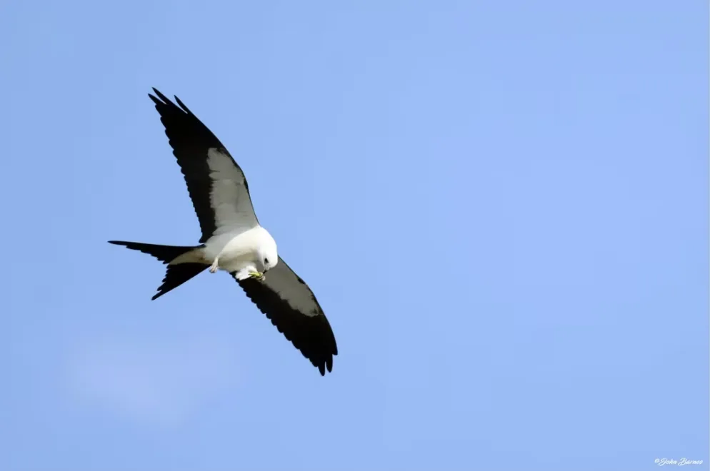 CBC: A swallow-tailed kite, a bird rarely seen outside the southeastern United States, is pictured in LaSalle in mid-August. (Submitted by Bob Shpak)