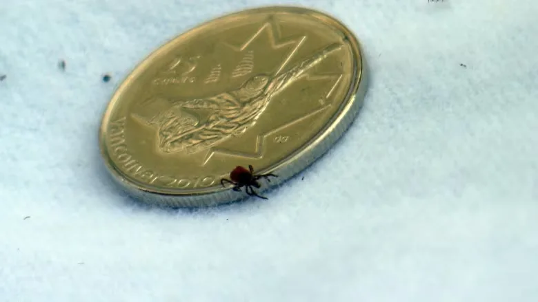 (CBC) Tick coin comparison