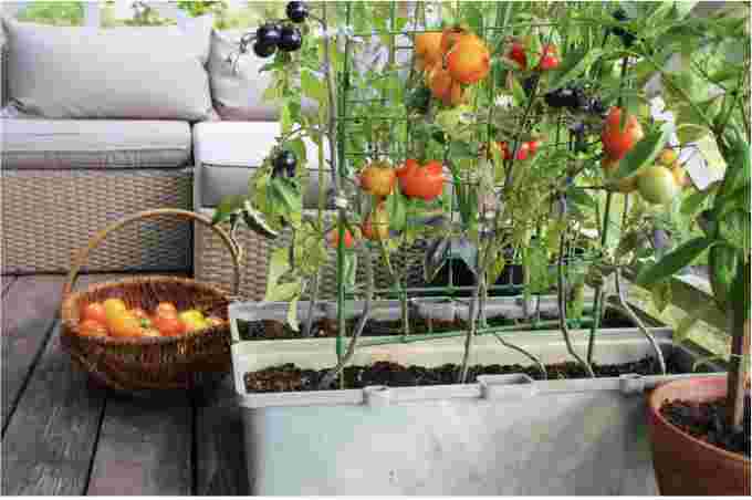 Getty Images: Tomato garden