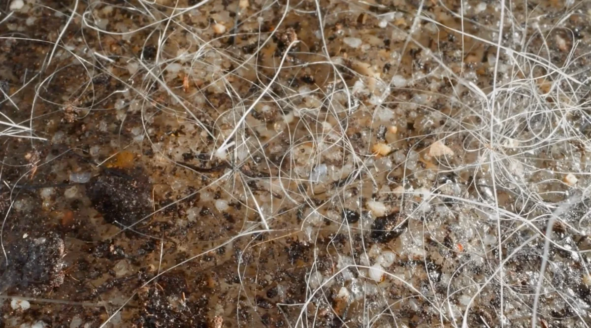 IR1606 - Mould spores