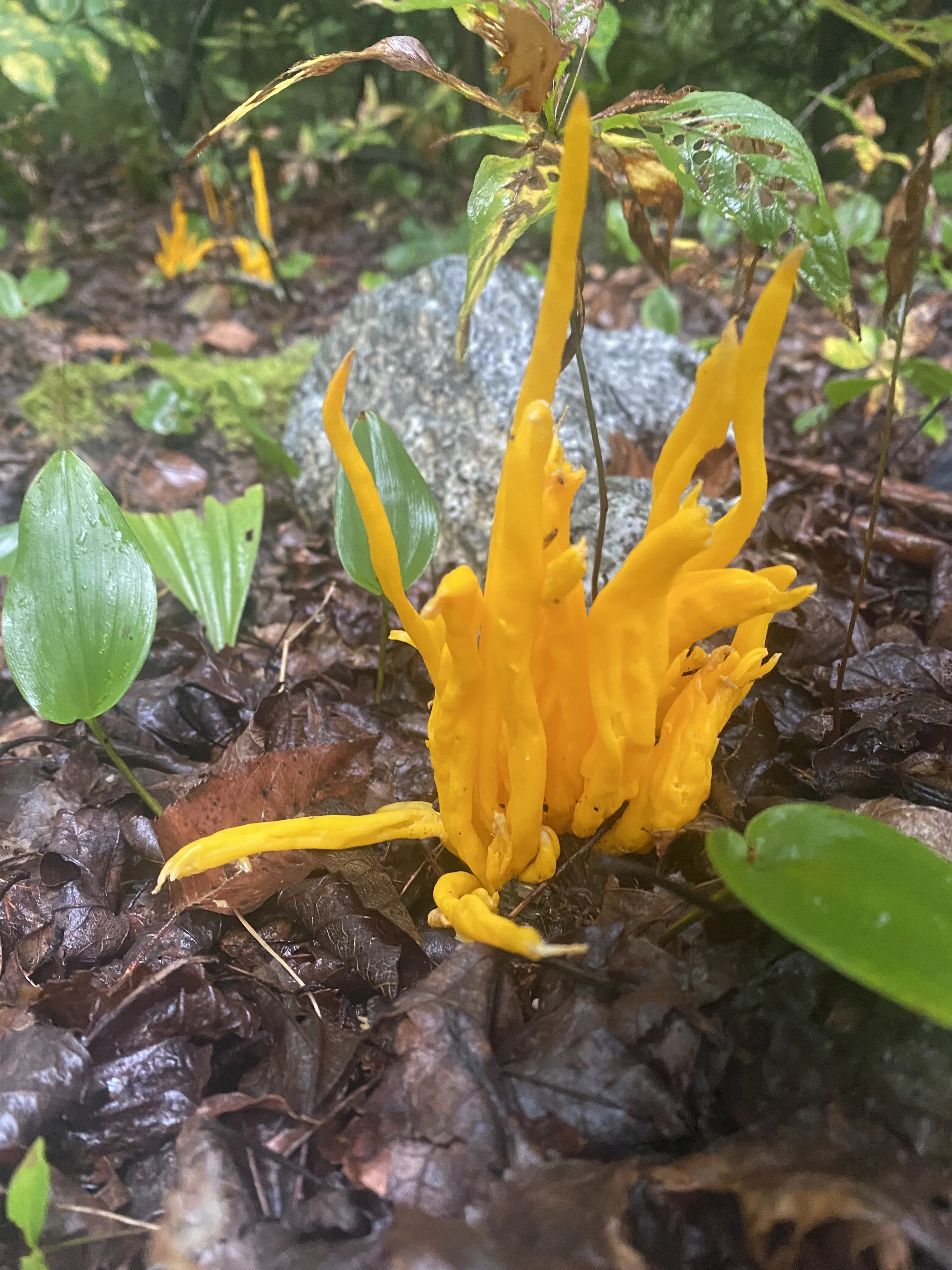 (Nate Coleman) Coral fungus, or Clavulinopsis fusiformis, has been popping up around Halifax's Long Lake Provincial Park after a summer of extreme rain