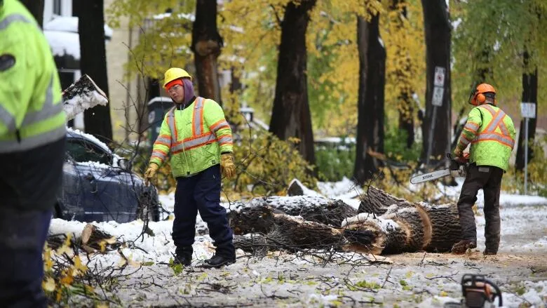 Why Winnipeg's tree canopy might be better off after snowstorm's drubbing