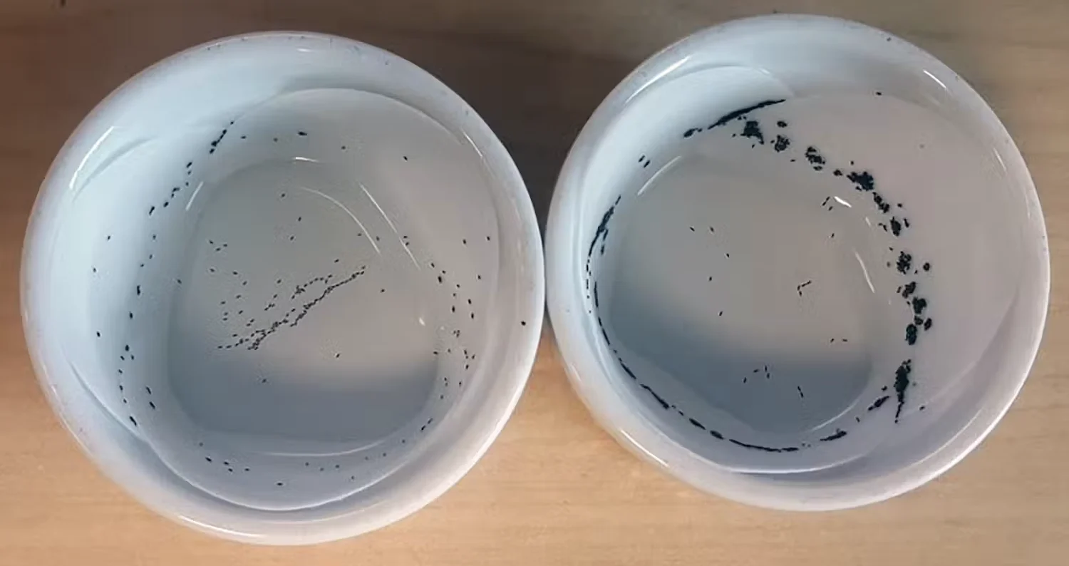 The black spots in the container on the right indicate that Aedes aegypti females have chosen it as a place to lay their eggs over the identical site on the left. Kaylee Marrero, CC BY-ND. http://creativecommons.org/licenses/by-nd/4.0/