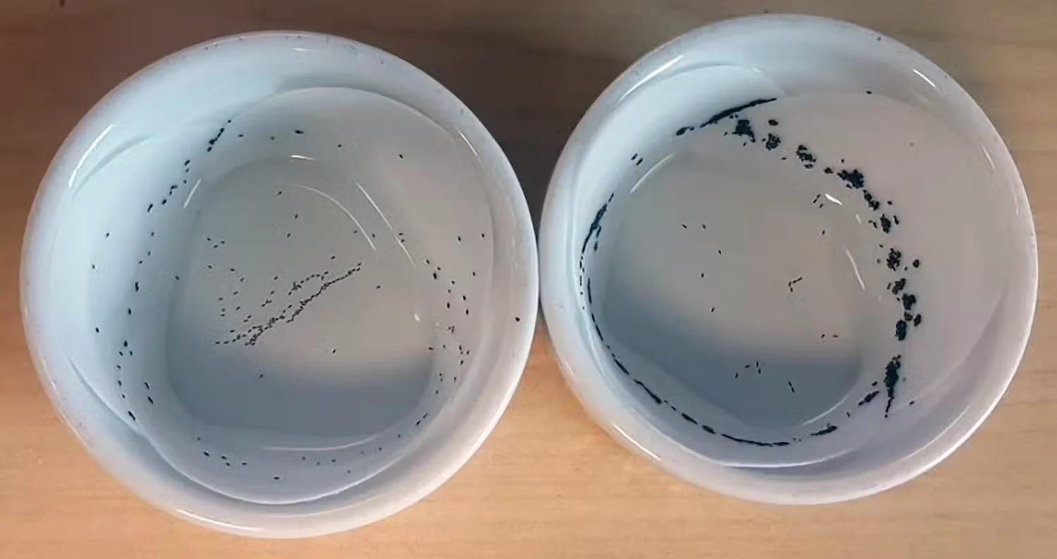 The black spots in the container on the right indicate that Aedes aegypti females have chosen it as a place to lay their eggs over the identical site on the left. Kaylee Marrero, CC BY-ND. http://creativecommons.org/licenses/by-nd/4.0/