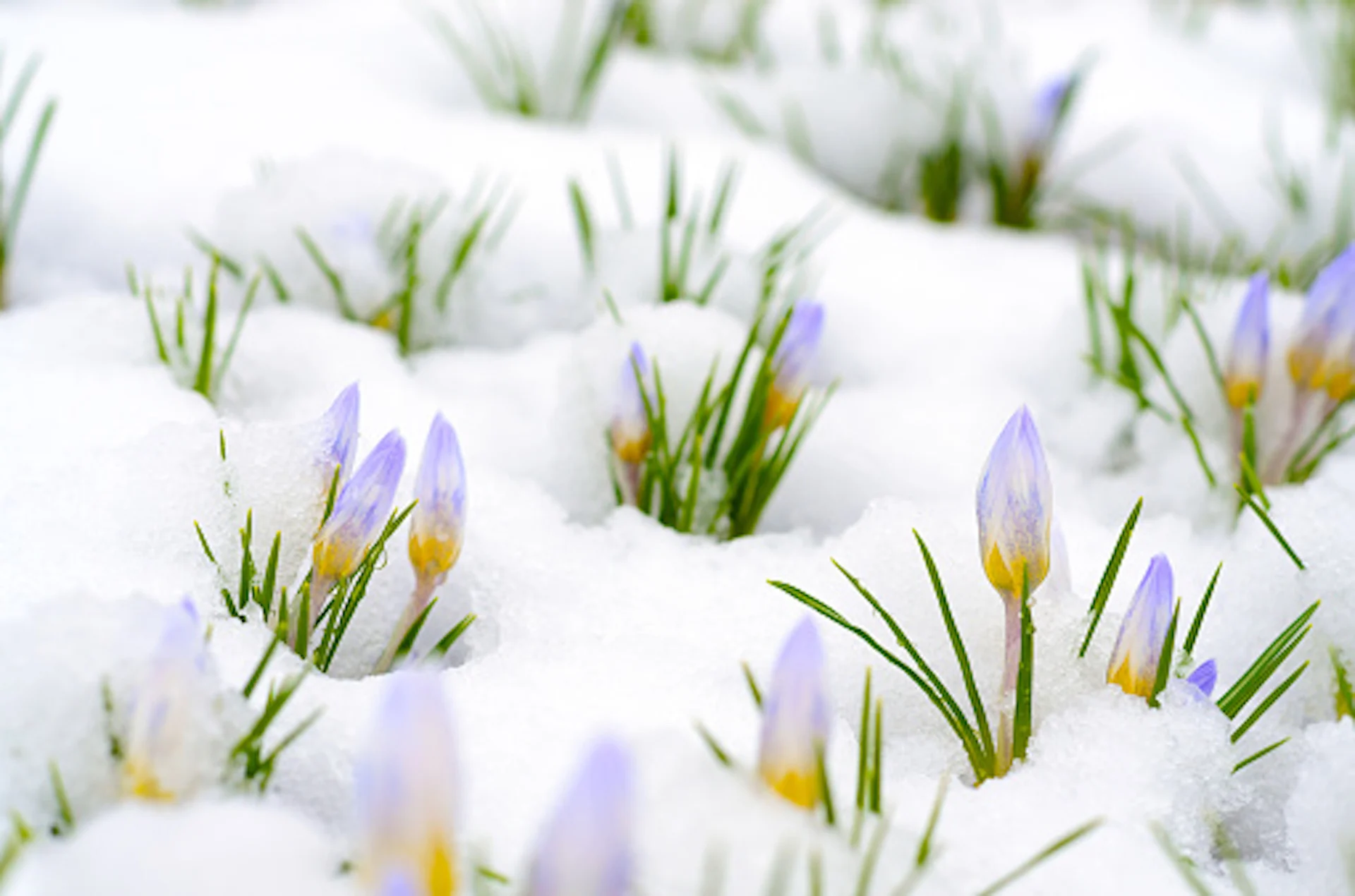From thunderstorms to snow, spring snaps back into reality across B.C.