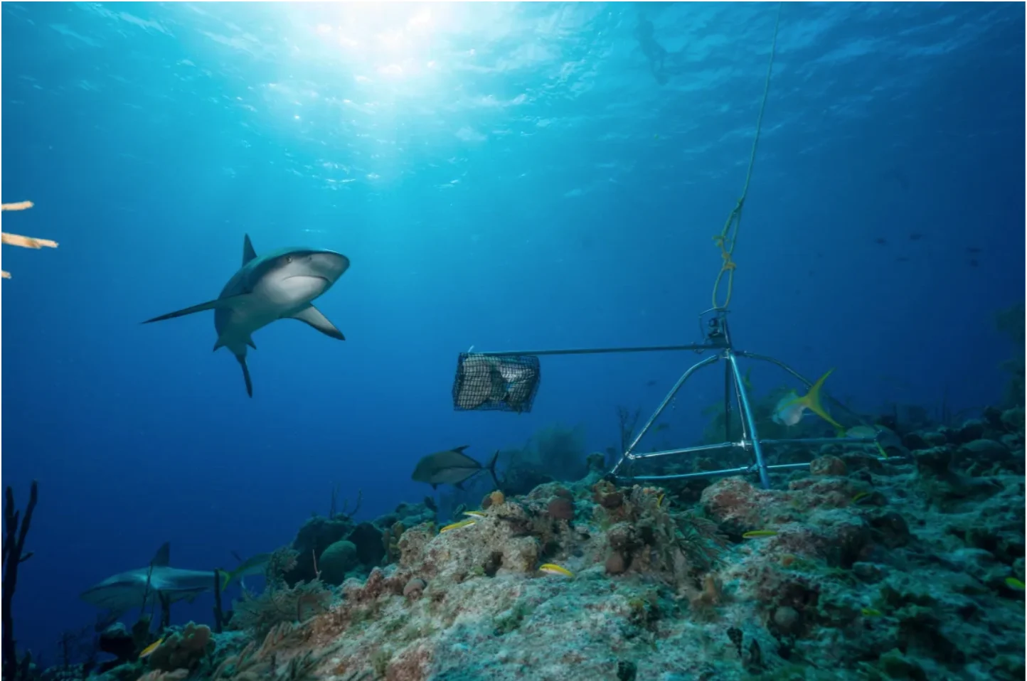 The baited remote underwater video cameras, or BRUVs, each recorded an hour of footage. (Andy Mann/Global FinPrint)