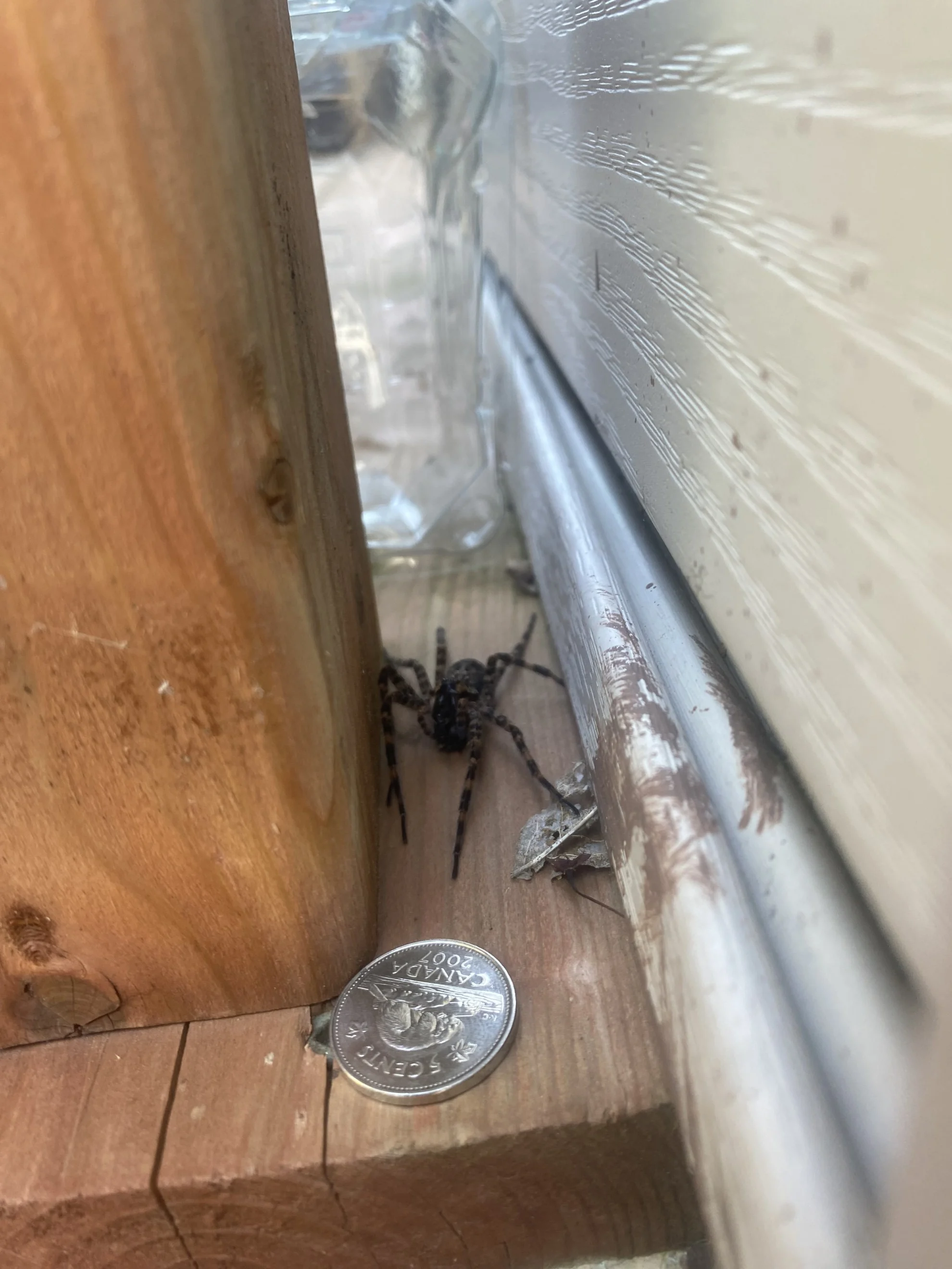 Beware: These massive spiders lurk in Canada 
