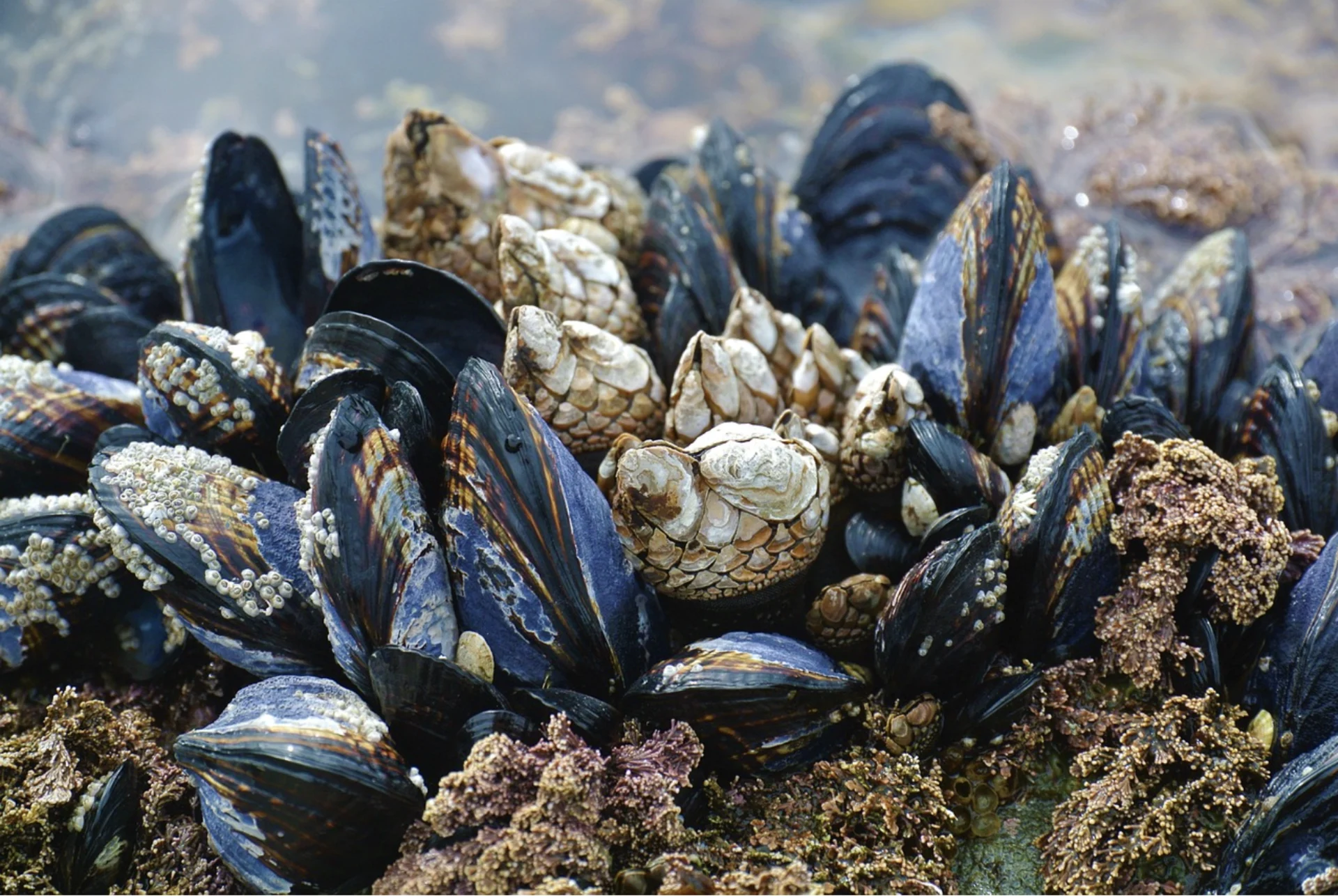 'Razor-sharp shells': Invasive mussels are threatening Okanagan's waterways