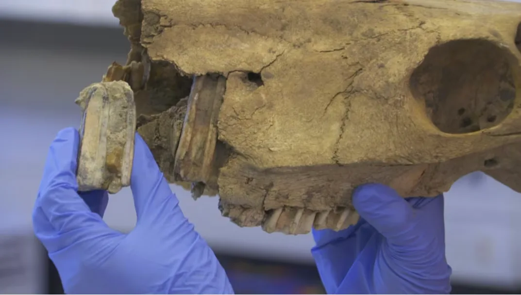 CBC: Christina Barron-Ortiz holds up the fossilized upper right premolar tooth of a prehistoric horse next to a skull of a modern horse (David Bajer/CBC)