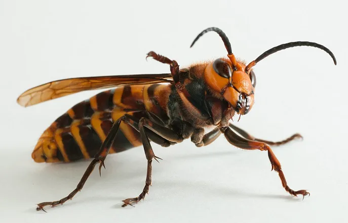 More Asian giant hornets eradicated in the Pacific Northwest, sparks concerns
