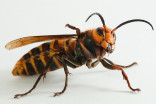 '30 stings will kill you': Giant foreign hornet found in BC