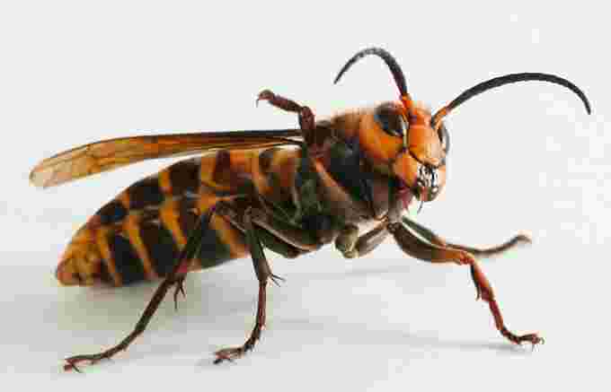 WIKIMEDIA COMMONS - japanese giant hornet