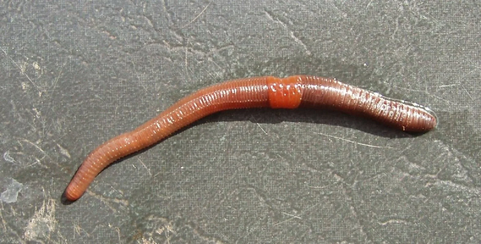 earthworms-dendrobaena-octaedra
