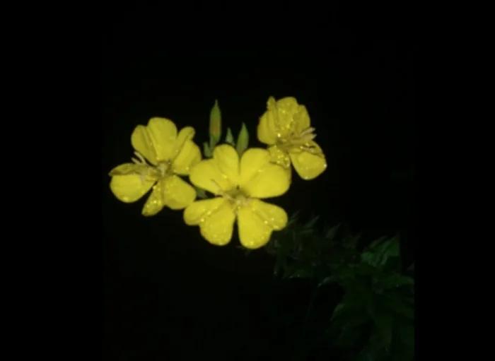 Des fleurs qui fleurissent la nuit