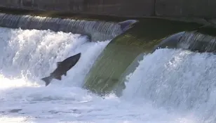 Flying fish: Annual chinook salmon migration underway in the GTA