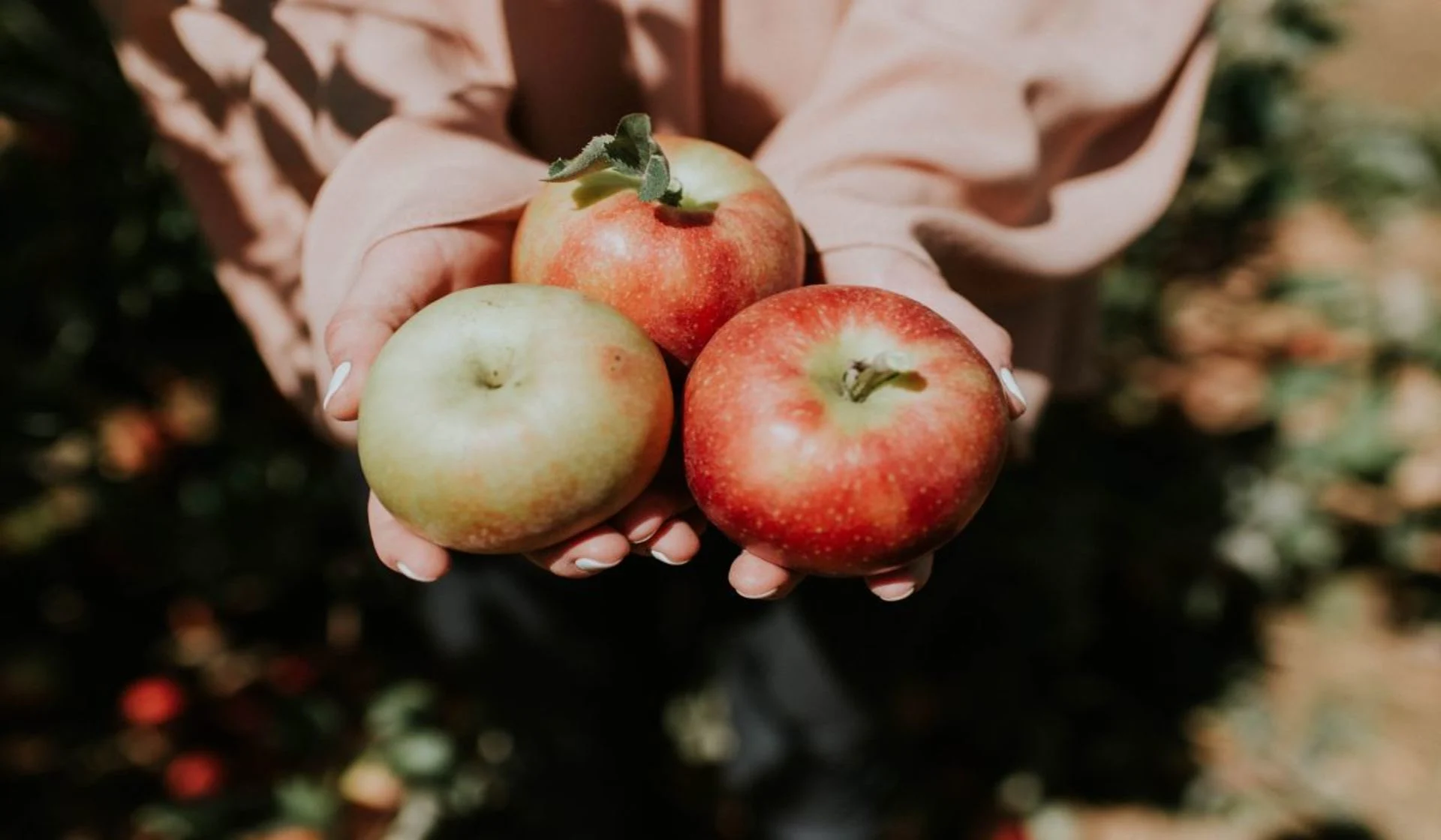 Vous allez aux pommes bientôt? Voici à quoi vous attendre