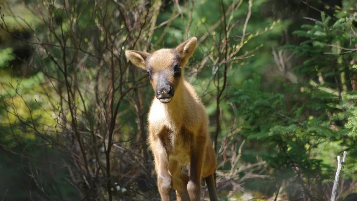 Baby Caribou, Manitoba, Canada, Nopiming, Provincial, Park, May 24, 2025. (CBC News/Daniel Dupont)