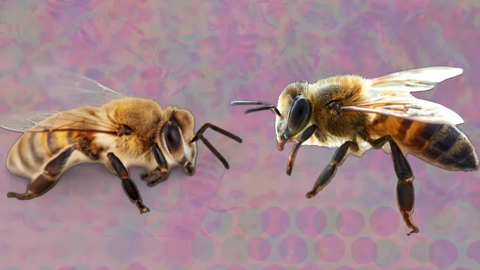 Not just humans: honeybees practice social distancing, too