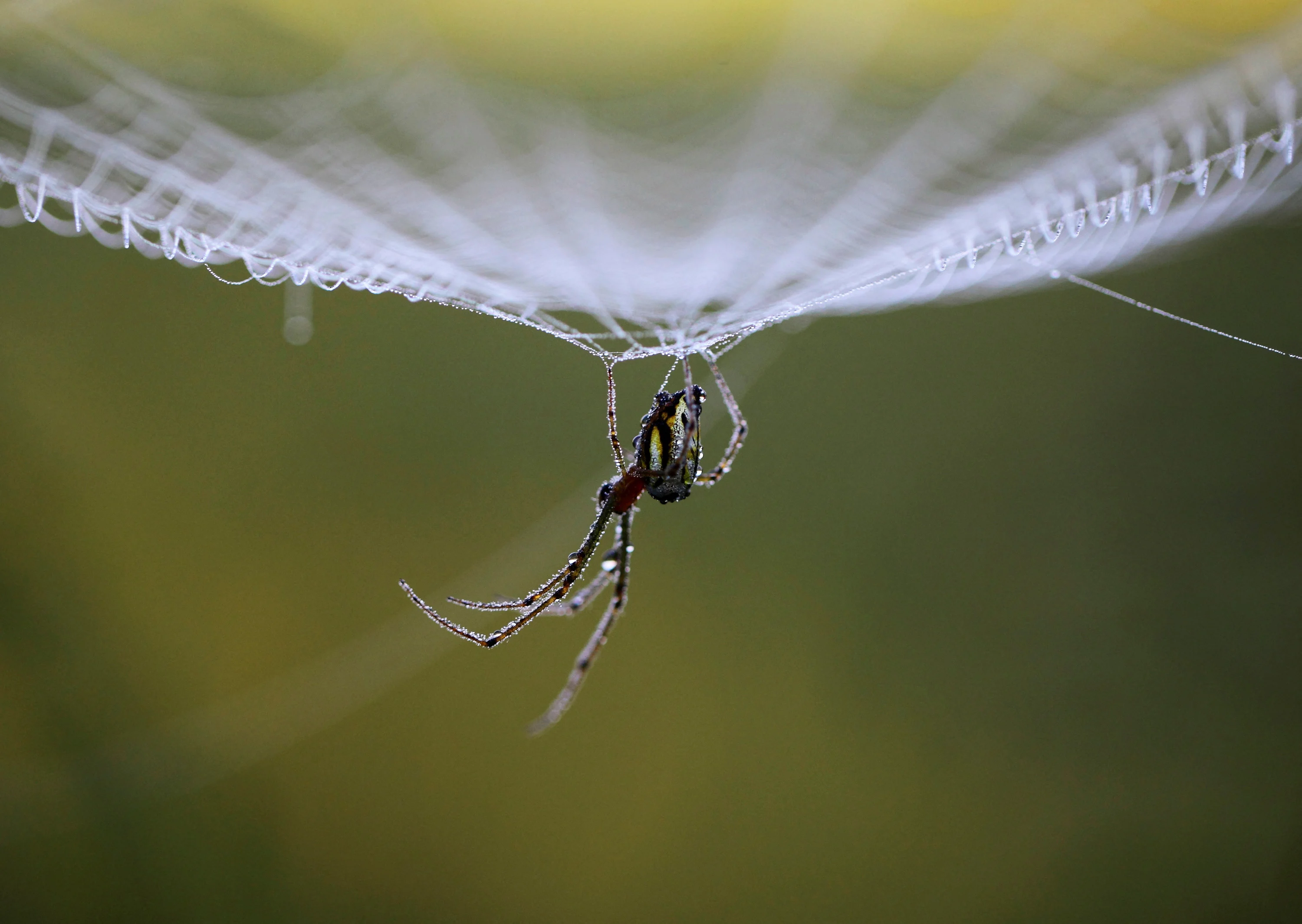 Reuters - 2022-12-06T071956Z 1 LYNXMPEIB509V RTROPTP 4 GLOBAL-ENVIRONMENT-INSECT-APOCALYPSE