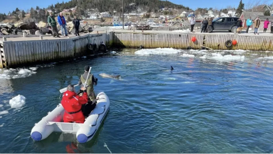 CBC: Officials and volunteers in Dildo, N.L., attempted to corral the trapped animals Thursday morning. (Terry Roberts/CBC)
