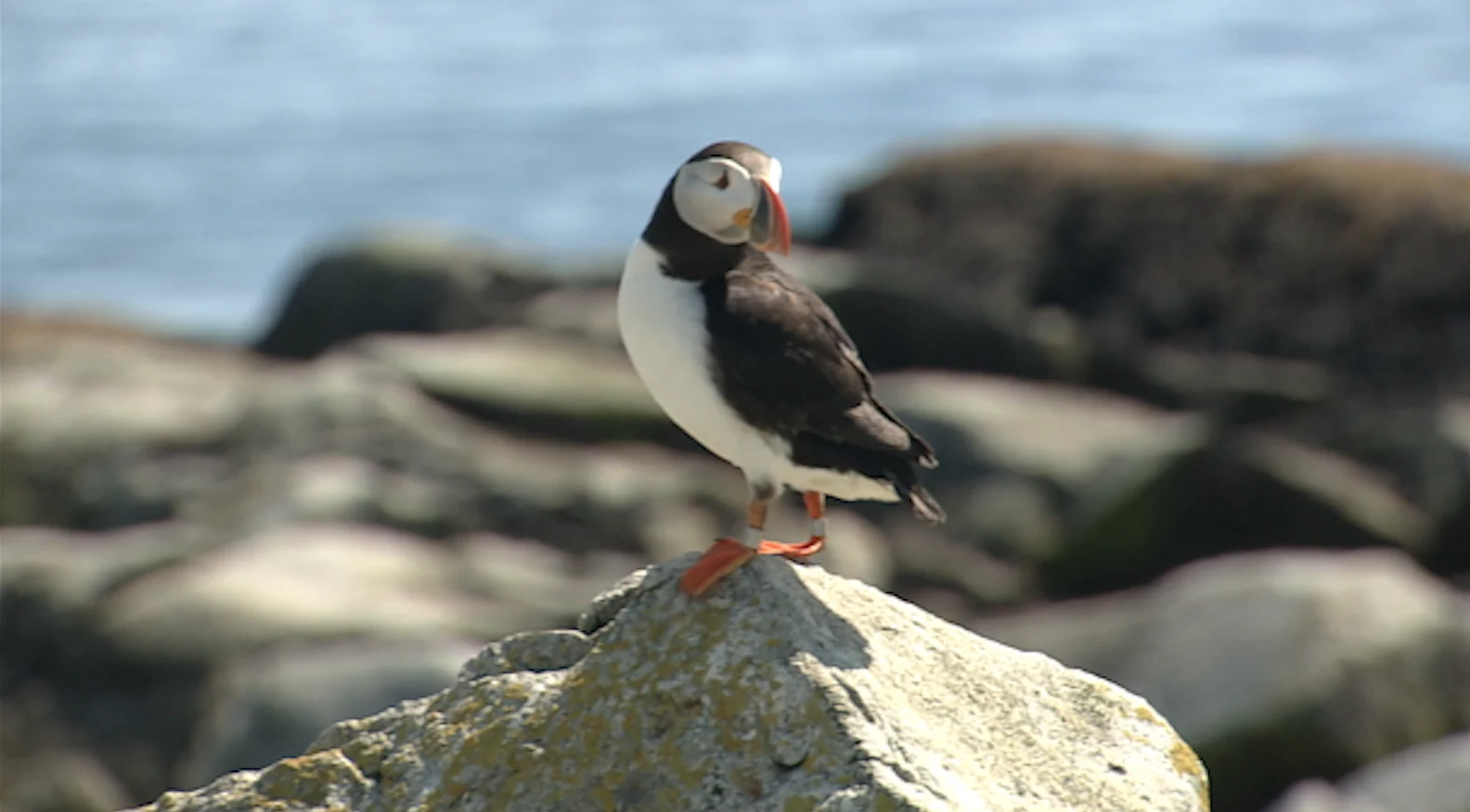 Nathan Colman: Puffin in New Brunswick