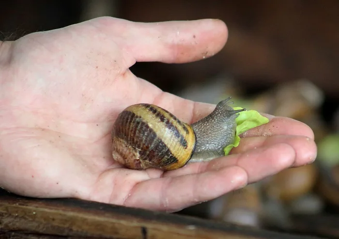 REUTERS - snail slime