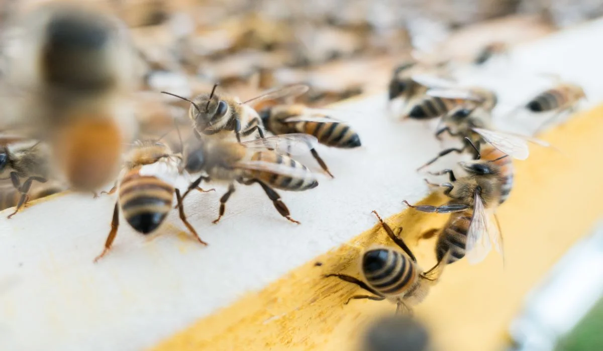 Que faire si un essaim d'abeilles s'installe chez vous ?