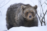 Grizzly bears wake up, surprise skiers in Kananaskis Country