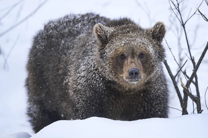 GETTY IMAGES grizzly bear